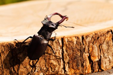 kütüğün üzerindeki tek böcek, alanın sığ tabakasına dikkat et.