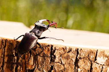 kütüğün üzerindeki tek böcek, alanın sığ tabakasına dikkat et.
