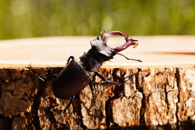 kütüğün üzerindeki tek böcek, alanın sığ tabakasına dikkat et.