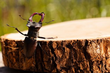 kütüğün üzerindeki tek böcek, alanın sığ tabakasına dikkat et.