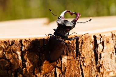 kütüğün üzerindeki tek böcek, alanın sığ tabakasına dikkat et.