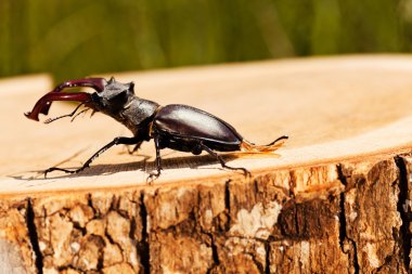 kütüğün üzerindeki tek böcek, alanın sığ tabakasına dikkat et.