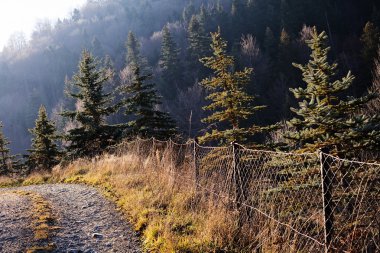 Forest in autumn with  conifers