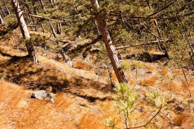 Sonbahar güneşi ile ormanda