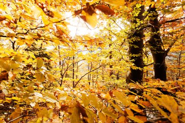 Sonbahar güneşi ile ormanda