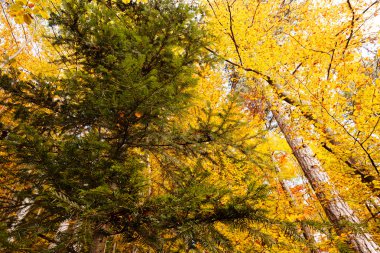 Sonbahar yaprakları, sığ alan derinliğine dikkat edin
