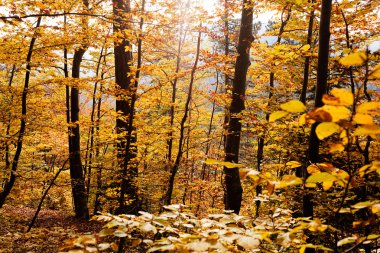 Sonbahar güneşi ile ormanda