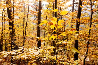 Sonbahar güneşi ile ormanda