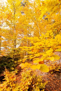 Sonbahar yaprakları, sığ alan derinliğine dikkat edin