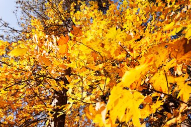 Not alan sığ derinliği güneşli bir sonbahar yaprakları