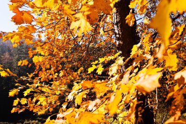 Güneşli bir günde sonbahar yaprakları, sığ alan derinliğine dikkat edin.