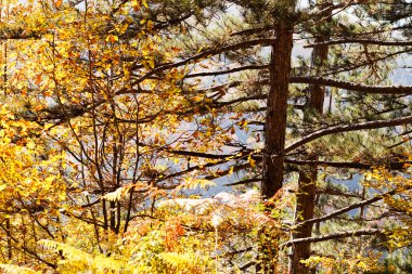 Not alan sığ derinliği güneşli bir sonbahar yaprakları
