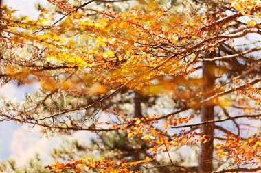 Not alan sığ derinliği güneşli bir sonbahar yaprakları