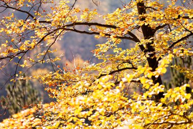 Not alan sığ derinliği güneşli bir sonbahar yaprakları