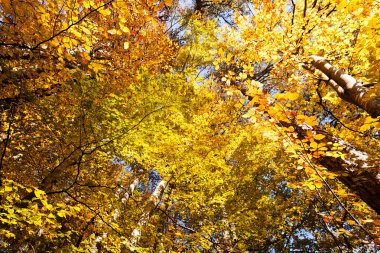 Güneşli bir günde sonbahar yaprakları, sığ alan derinliğine dikkat edin.