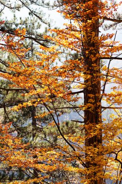 Sonbahar güneşi ile ormanda