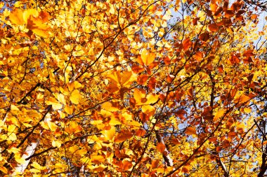 Not alan sığ derinliği güneşli bir sonbahar yaprakları