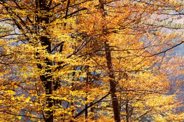 Sonbahar güneşi ile ormanda