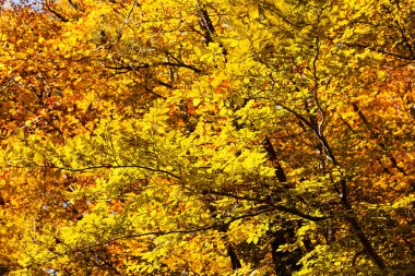 Not alan sığ derinliği güneşli bir sonbahar yaprakları