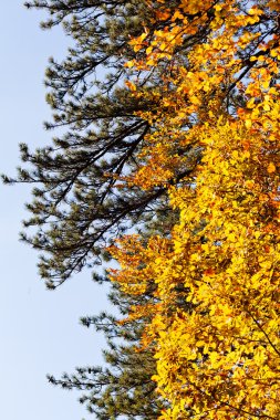 Sonbahar yaprakları, sığ alan derinliğine dikkat edin