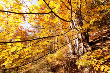 Sonbahar güneşi ile ormanda