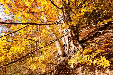 Sonbahar güneşi ile ormanda