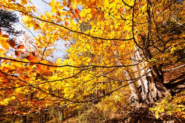 Sonbahar güneşi ile ormanda