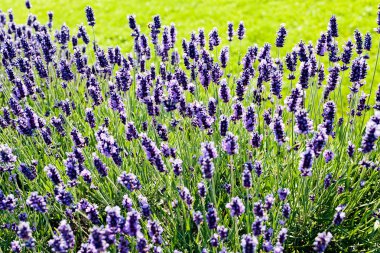 Bush, lavanta, not alan sığ derinliği