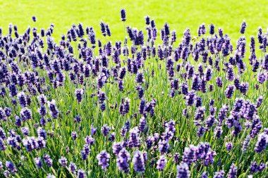 Bush, lavanta, not alan sığ derinliği