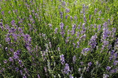 Bush, lavanta, not alan sığ derinliği