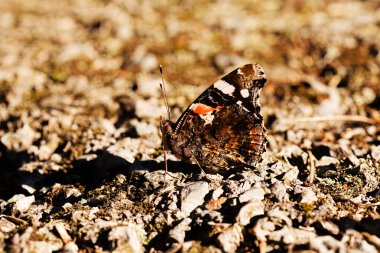  Bacağında kelebek kızıl amiral, alanın derinliğine dikkat et.