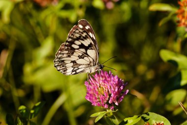 Limenitis camilla kelebeği, açık kanatlı çiçek, dikkat et sığ alan