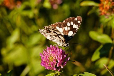 Limenitis camilla kelebeği, açık kanatlı çiçek, dikkat et sığ alan