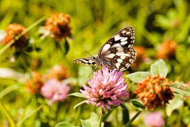 Limenitis camilla kelebeği, açık kanatlı çiçek, dikkat et sığ alan