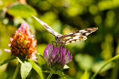Limenitis camilla kelebeği, açık kanatlı çiçek, dikkat et sığ alan