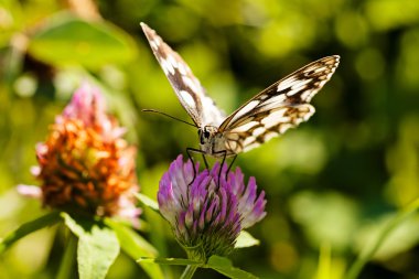 Limenitis camilla kelebeği, açık kanatlı çiçek, dikkat et sığ alan