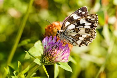 Limenitis camilla kelebeği, açık kanatlı çiçek, dikkat et sığ alan