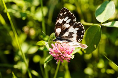 Limenitis camilla kelebeği, açık kanatlı çiçek, dikkat et sığ alan