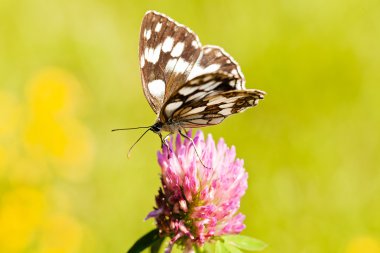 Limenitis camilla kelebeği, açık kanatlı çiçek, dikkat et sığ alan