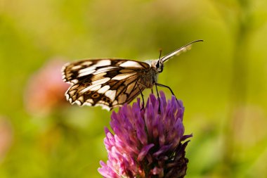 Limenitis camilla kelebeği, açık kanatlı çiçek, dikkat et sığ alan