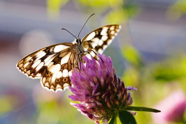 Limenitis camilla kelebeği, açık kanatlı çiçek, dikkat et sığ alan