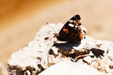  Kelebek kızıl amiral, kayanın derinliğine dikkat et.