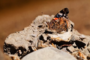  Kelebek kızıl amiral, kayanın derinliğine dikkat et.