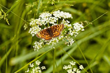 zencefil kelebek yayılmış kanatlı beyaz bir çiçek üzerinde not alan sığ bölümü