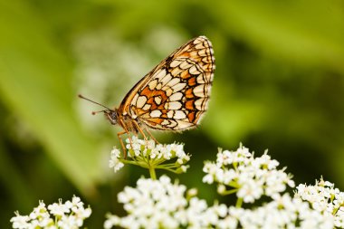 Kelebek katlanmış kanatlı, profil, beyaz bir çiçek üzerinde not alan sığ bölümü