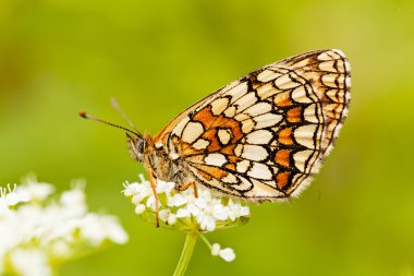 Kelebek katlanmış kanatlı, profil, beyaz bir çiçek üzerinde not alan sığ bölümü