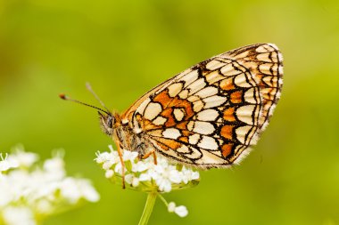 Kelebek katlanmış kanatlı, profil, beyaz bir çiçek üzerinde not alan sığ bölümü