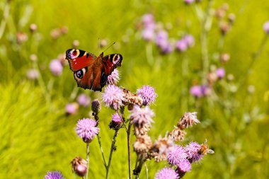 Peacock butterfly on the flower