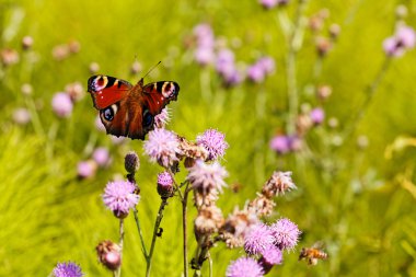 Peacock butterfly on the flower