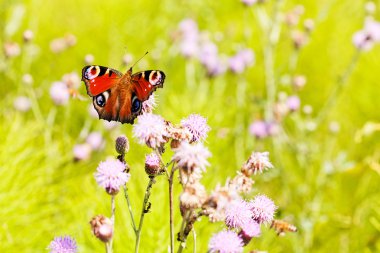 Tavus kuşu kelebek yayılmış kanatlı bir pembe çiçek, Not alan sığ derinliği 